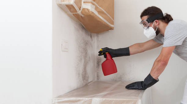 Professional Black Mold Removal technician working in Langhorne, PA