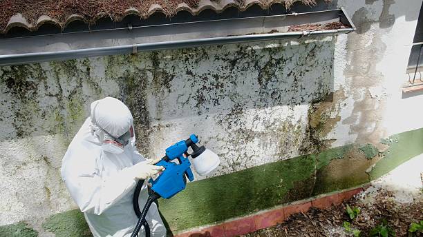 Trusted Black Mold Removal service in Langhorne, PA - Cheap Mold Removal